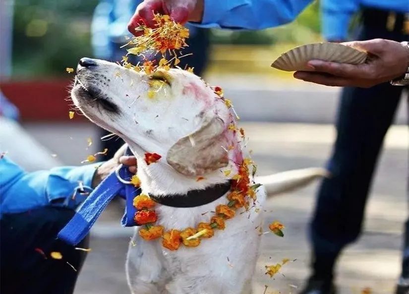 Nepal's Unique Tradition: Annual Homage to Dogs