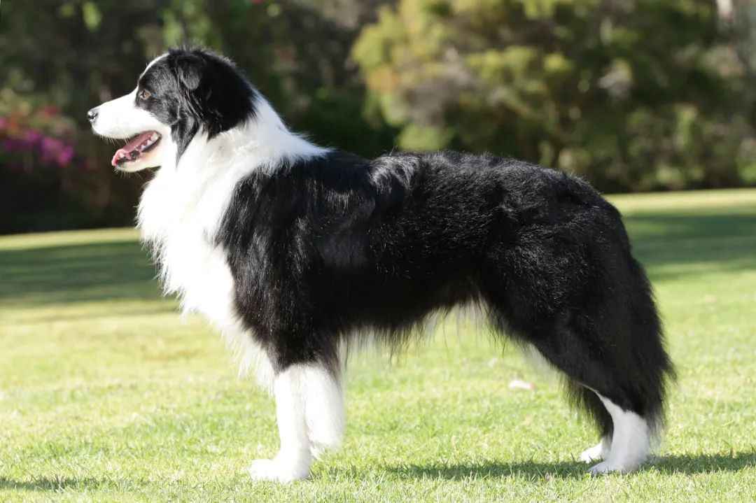 Border Collie: The Epitome of Intelligence, Agility, and Versatility