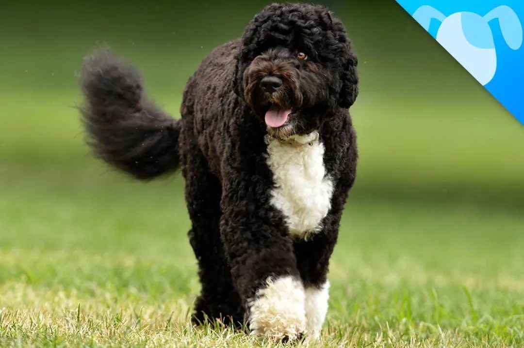 Portuguese Water Dog: From Fishermen's Companion to Presidential Pet