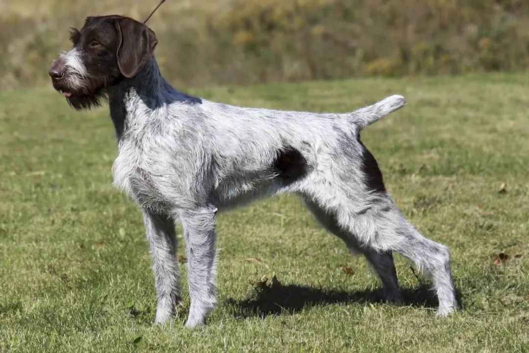 German Wirehaired Pointer: The Ultimate All-Terrain Sporting Dog