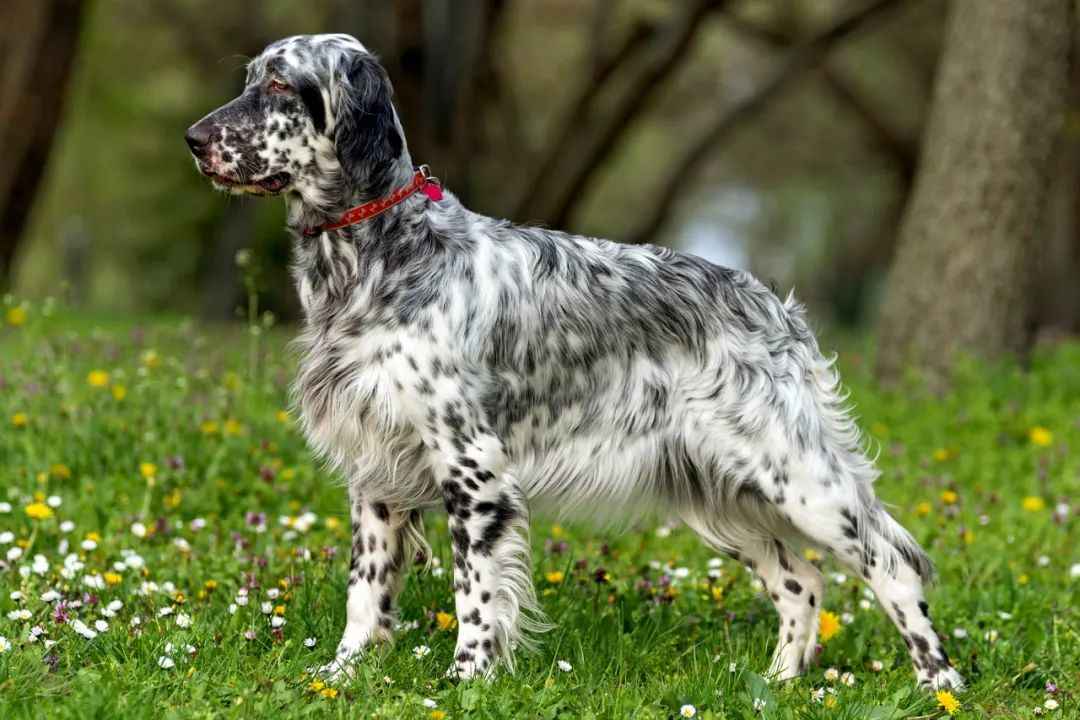 The Elegant Hunter: Unveiling the History and Modern Allure of the English Setter