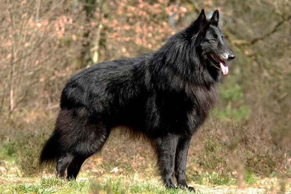 The Majestic Belgian Sheepdog – A Breed of Intelligence and Unwavering Loyalty