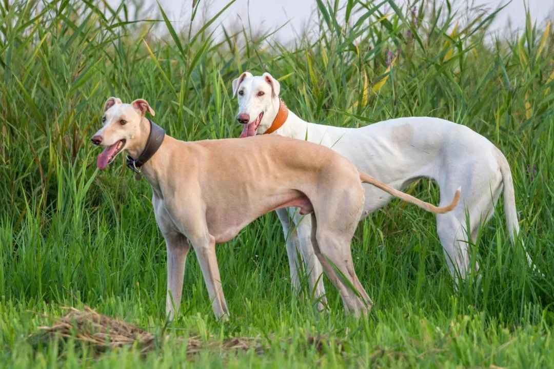 Speed Demons to Gentle Giants: The Greyhound’s Journey from Racing Tracks to Loving Homes