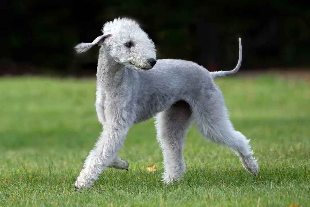 Bedlington Terrier: A Distinctive British Dog Breed