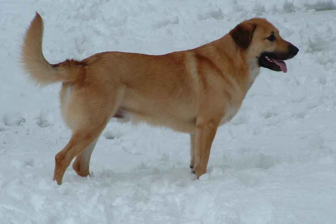 Arctic Legacy: The Endangered Chinook Dog’s Struggle for Survival and Resilience Subtitle: American sled dog breed, known for endurance and loyalty, battles extinction through global conservation effo