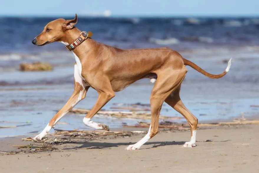 The Azawakh: A Timeless Guardian of the West African Desert