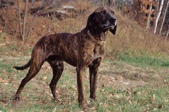 The Plott Hound - An Outstanding Native American Hound