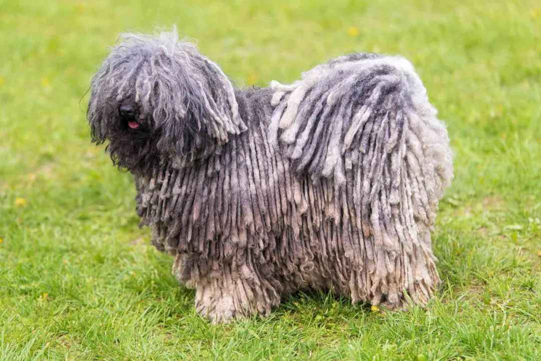 Hungarian Puli: A Timeless Herding Legacy and Modern Companion