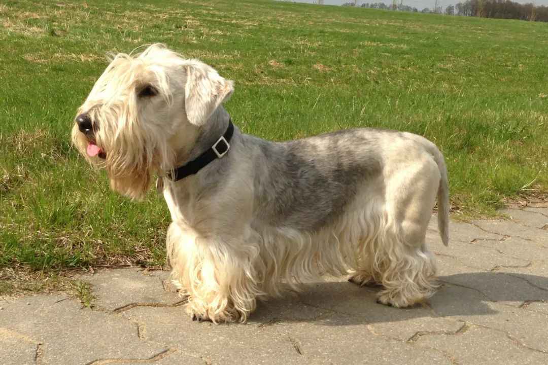 Czechoslovakian Terrier: A Loyal Companion with a Rich Histor